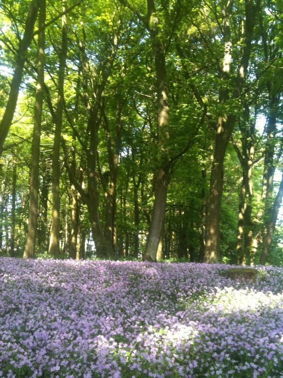 Thornton Lodge Aysgarth Ngoại thất bức ảnh